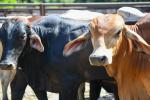 En Antioquia buscan alcanzar más de 22 mil servicios de inseminación artificial en bovinos