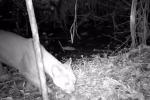 Itagüí refuerza monitoreo ambiental con 18 cámaras tras avistamiento de un puma 