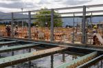 Modernización de la planta de tratamiento Manantiales avanzan en más del 30%