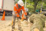 En Medellín ejecutan tala del 73% de árboles en alto riesgo, sumando 1.548 intervenciones