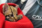 Atienden a una ocelote infantil en el Valle de Aburrá 