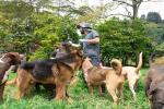 80 perros y gatos harán parte de la última adoptatón del año en Medellín