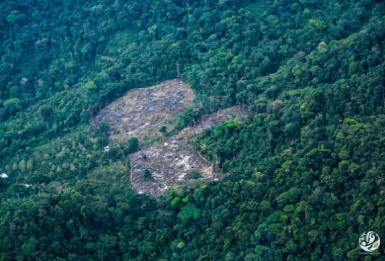 Deforestación en la Amazonia colombiana.