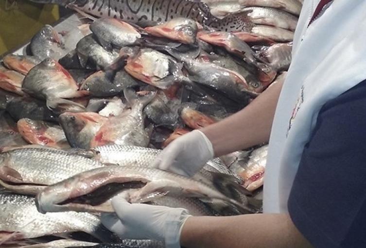 Reportan incremento en el precio del pescado en Santander