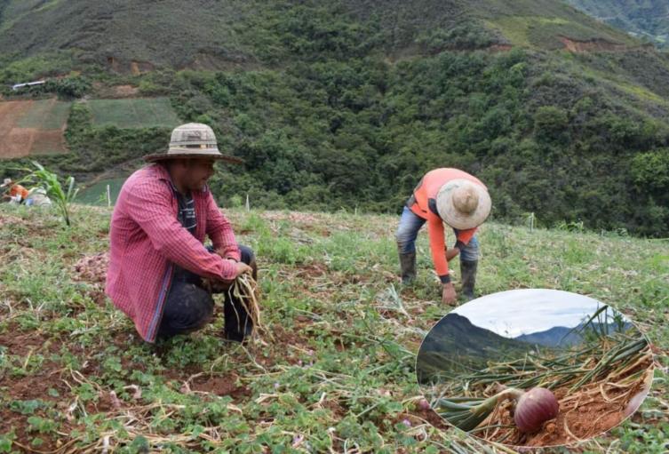 8.000 toneladas de cebolla se perdieron