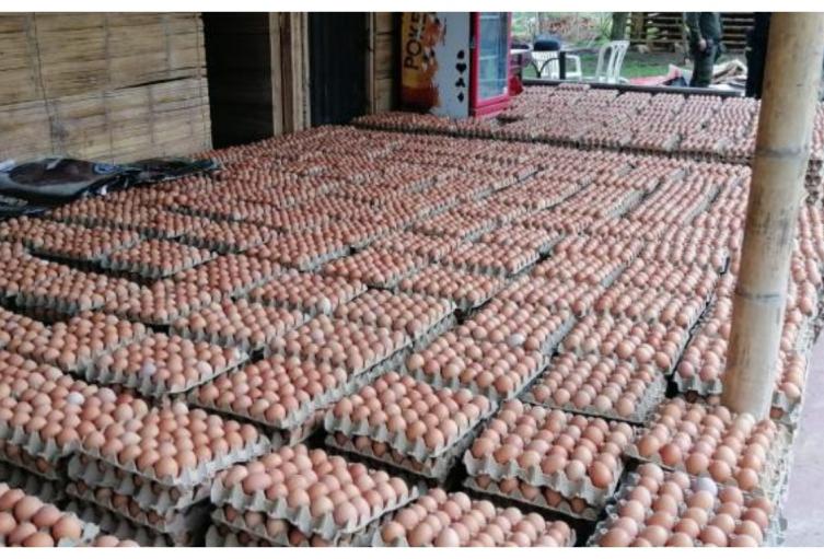 Más de 90.000 huevos fueron encontrados por la Policía Nacional 