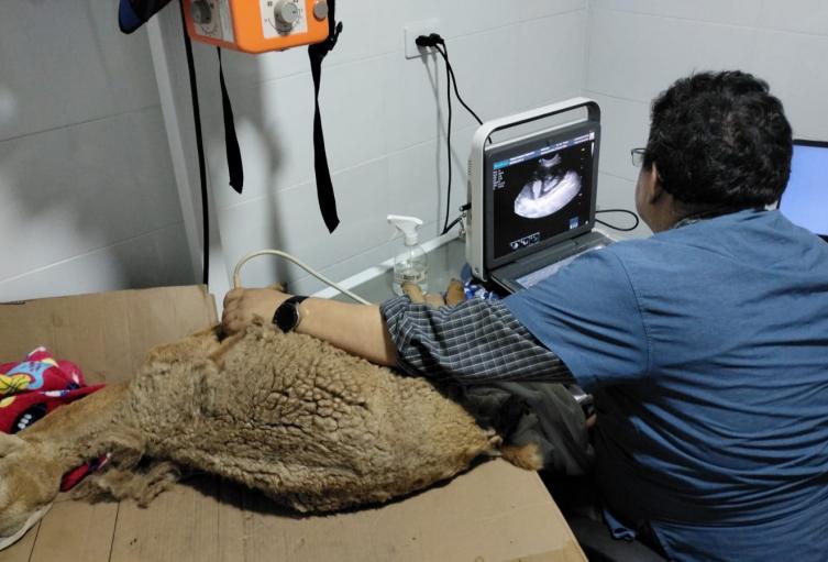 Fauna Silvestre rescatada incendios en Bucaramanga 