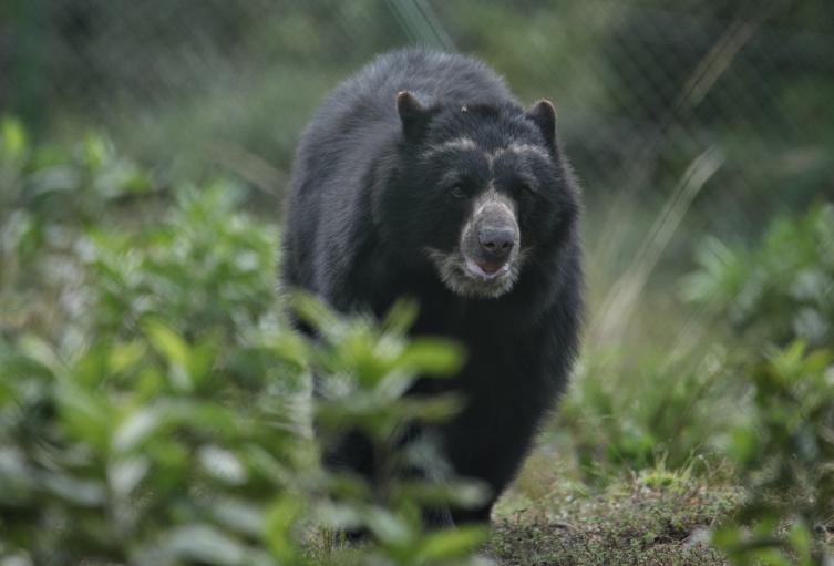 Oso Andino / Oso de Anteojos