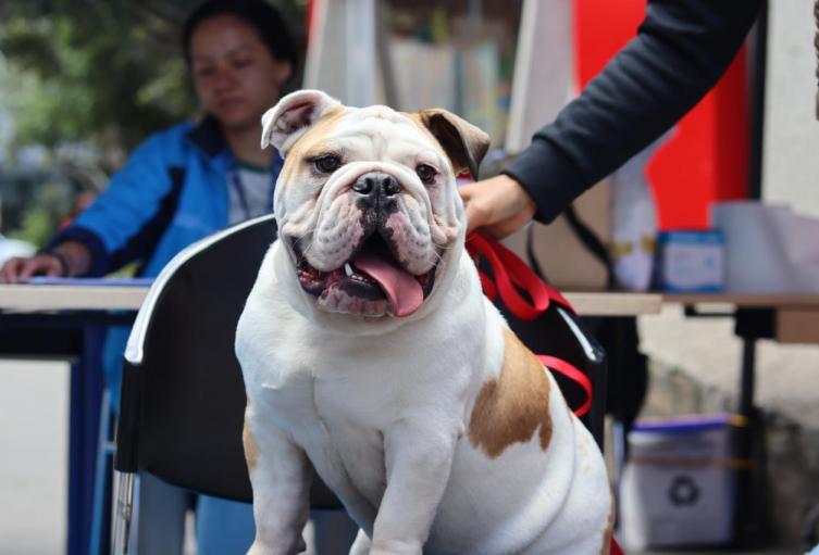 Perros Bogotá | Octubre 2024