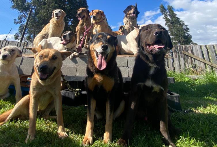 Perros rescatados Fundación Razas Únicas