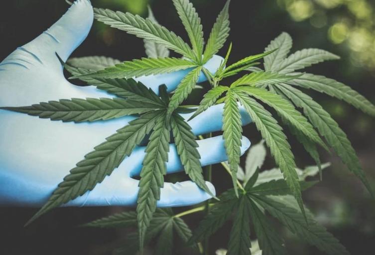Empresarios en Colombia le apuntan a seguir creciendo en mercado del cannabis