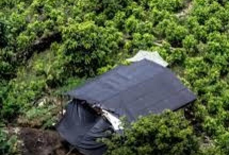 Cultivos de Coca en el Catatumbo