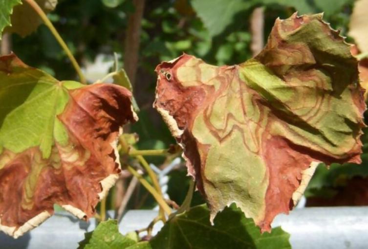Xylella Fastidiosa afecta cultivos