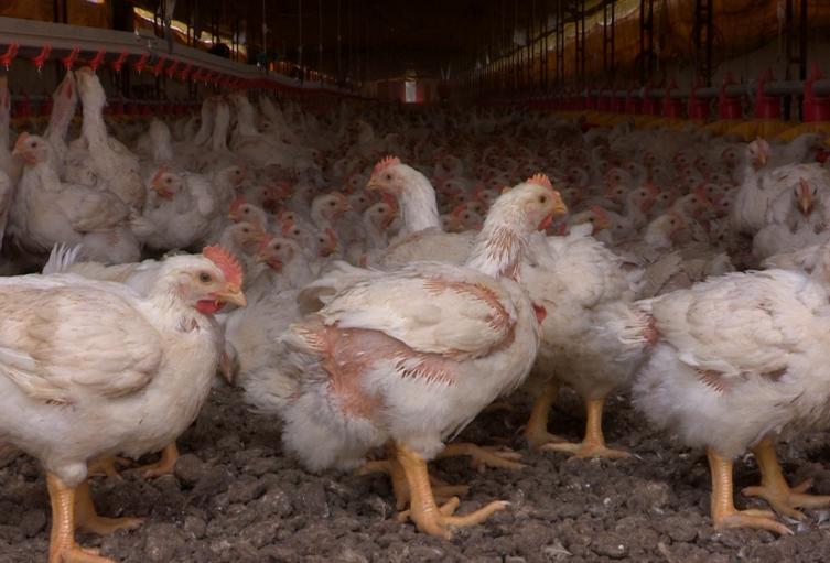ICA suspende importaciones de aves desde Brasil tras brote de influenza aviar