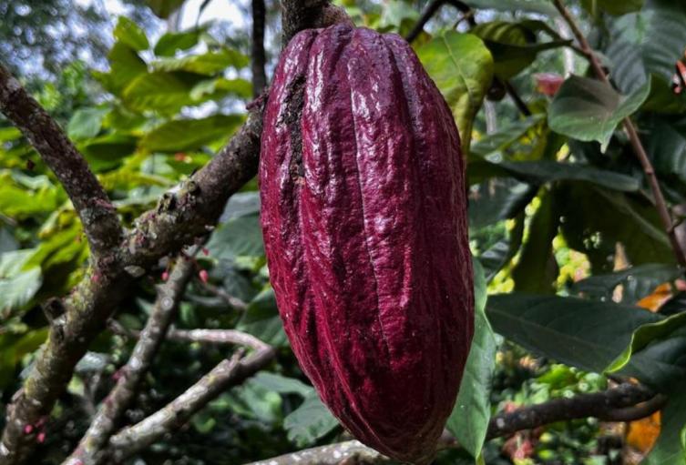 Cacao de Rionegro (Santander)