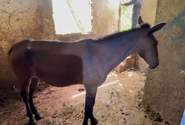Equino rescatado de matadero clandestino en Bucaramanga