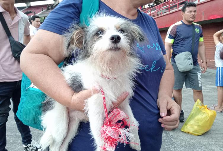 Mascotas desplazadas del Catatumbo