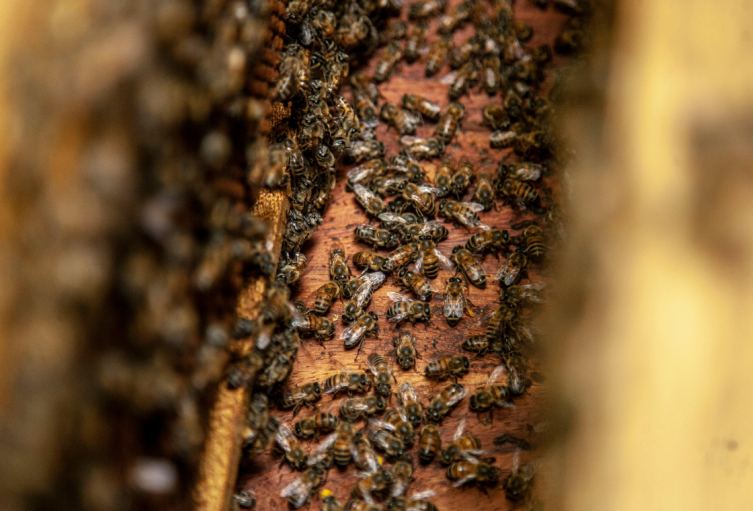 Colmena de abejas.