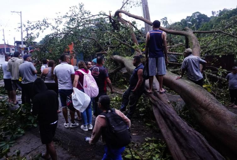 Árbol caído en la vía Bucaramanga - Cúcuta