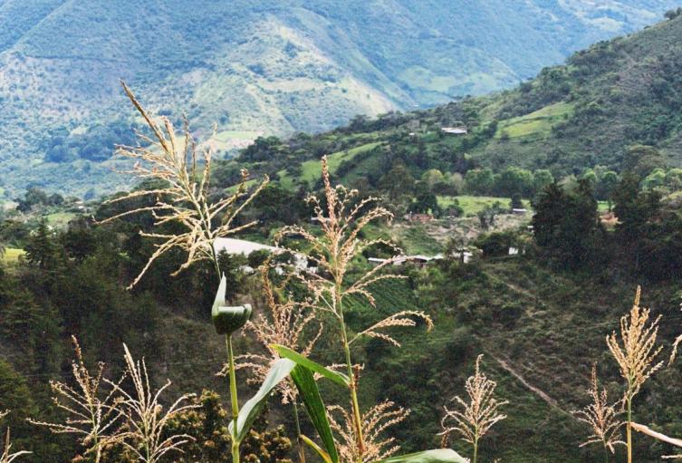 Campo santandereano