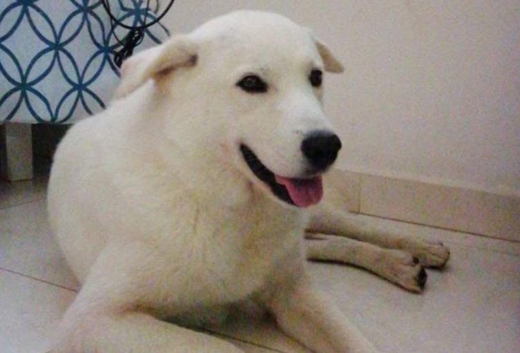 Shaggy, perro que fue víctima de maltrato animal y violencia sexual en San Gil