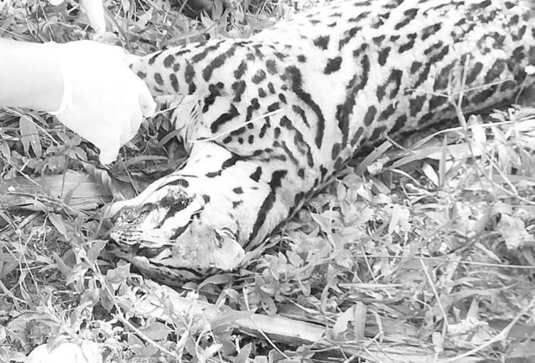 Tigrillo atropellado en el Magdalena Medio