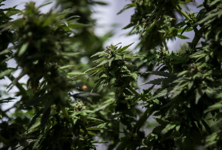 Planta de cannabis | Bogotá | Junio 2023