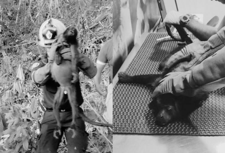 Mono aullador fallecido en Barrancabermeja