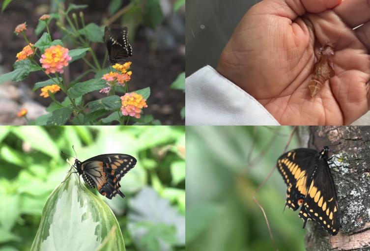 Mariposario en Bucaramanga
