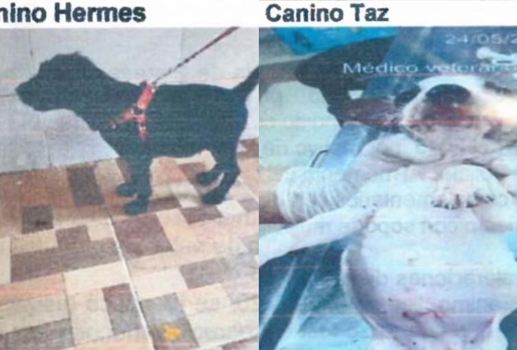 Perros sacrificados en Bucaramanga