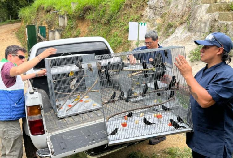 Rescate de aves silvestres en Bucaramanga
