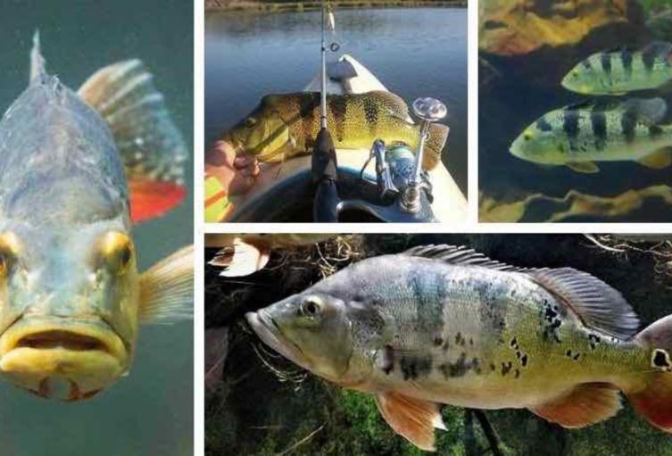 Pez tucunaré alarma a pescadores en el embalse Topocoro