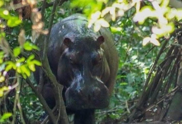 Hipopótamo tiene en alerta a Barrancabermeja