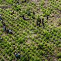Cultivos de coca - Antioquia - 2024