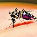 zancudo del dengue