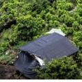 Cultivos de Coca en el Catatumbo