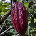 Cacao de Rionegro (Santander)