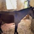 Equino rescatado de matadero clandestino en Bucaramanga