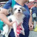 Mascotas desplazadas del Catatumbo 