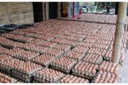 Más de 90.000 huevos fueron encontrados por la Policía Nacional 