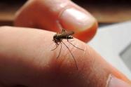 Aumentan casos de dengue en Sucre