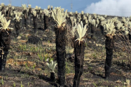 Valle de Frailejones, corregimiento de Berlín
