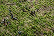 Cultivos de coca