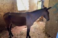 Equino rescatado de matadero clandestino en Bucaramanga