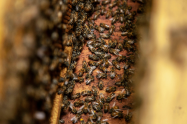 Colmena de abejas.