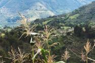 Campo santandereano