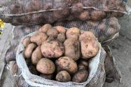 La caída de los precios de la papa no solo afecta los ingresos de los agricultores, sino que pone en riesgo la sostenibilidad de los cultivos. 