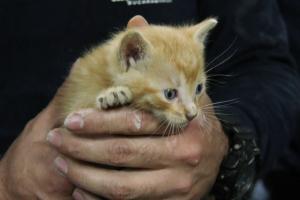 Bomberos de Bucaramanga rescatan el gato 