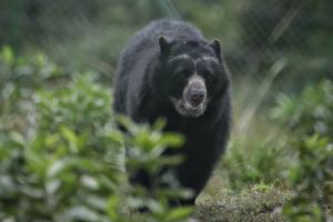 Oso Andino / Oso de Anteojos