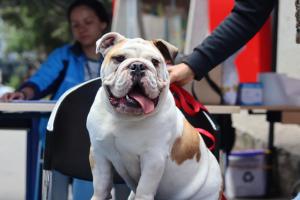 Perros Bogotá | Octubre 2024